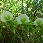 Angraecum eburneum Blüte