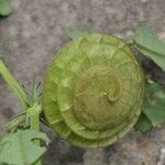 Medicago orbicularis Fruit