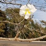 Tabebuia roseoalba