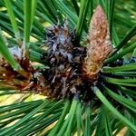 Pinus ponderosa Beste bat