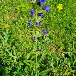 Echium creticum Habitus