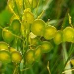 Biscutella laevigata Fruit