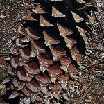 Pinus coulteri Fruto