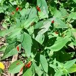 Ruellia brevifolia অভ্যাস