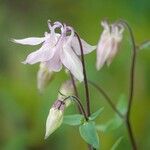 Aquilegia vulgaris Flower