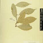 Lithocarpus pachyphyllus Annet