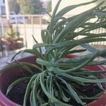 Dudleya edulis Hoja