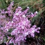 Limonium insigne Flower