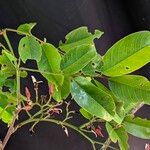 Distemonanthus benthamianus Folha