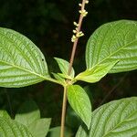 Gonzalagunia panamensis List