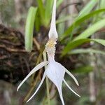 Jumellea stenophylla Blomst