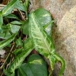 Syngonium angustatum Blatt