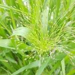 Panicum capillare Fleur