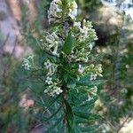 Daphne gnidium Flower