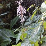 Pseuderanthemum latifolium Blatt