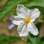 Solanum bonariense Flower