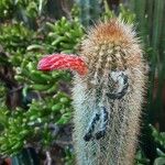 Cleistocactus baumannii Cvet