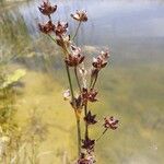 Juncus articulatusFlower