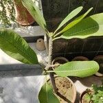 Plumeria obtusa Leaf