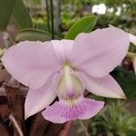 Cattleya walkeriana Blodyn