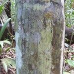 Oenocarpus bataua Bark
