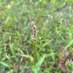 Persicaria maculosaЦветок