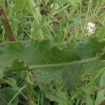 Rumex crispus Leaf