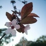 Prunus cerasiferaFlower