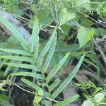 Pteris vittata Leaf