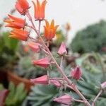 Echeveria carnicolor Flower