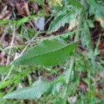 Hesperis laciniata Foglia