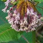 Asclepias syriacaFlor