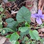 Viola reichenbachiana Агульны выгляд