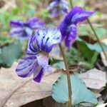 Viola × melissifolia Flower