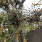 Tillandsia recurvata 葉