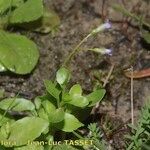 Solenopsis laurentia Habitus