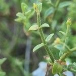 Stachys glutinosa Foglia