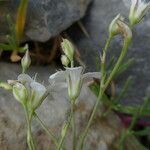 Gypsophila repens Blüte