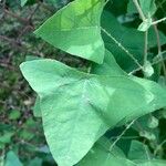 Persicaria perfoliata पत्ता