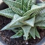 Haworthia limifolia Leaf