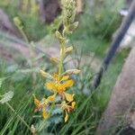Hoffmannseggia glauca Flower