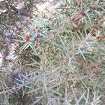 Juniperus oxycedrus পাতা