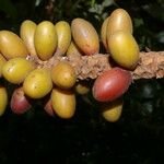 Pholidostachys pulchra Fruit