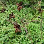 Paeonia rockii Plod