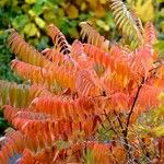 Rhus typhina Levél