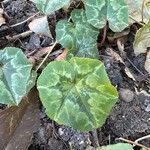 Cyclamen hederifoliumList