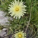 Hieracium berardianum Цвят