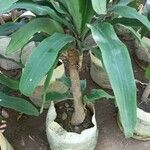 Dracaena fragrans Folla