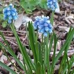 Muscari aucheri Цвят