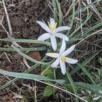 Leucocrinum montanum Flower